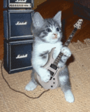 Rock cat.gif